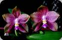 P. Penang Violacea x Mituo Blue Smurfs 6